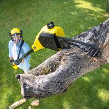Best Arborist Consultation Services  in Schulenburg, TX
