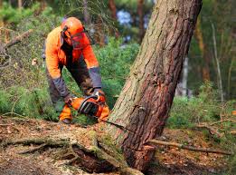 Best Seasonal Cleanup (Spring/Fall)  in Schulenburg, TX