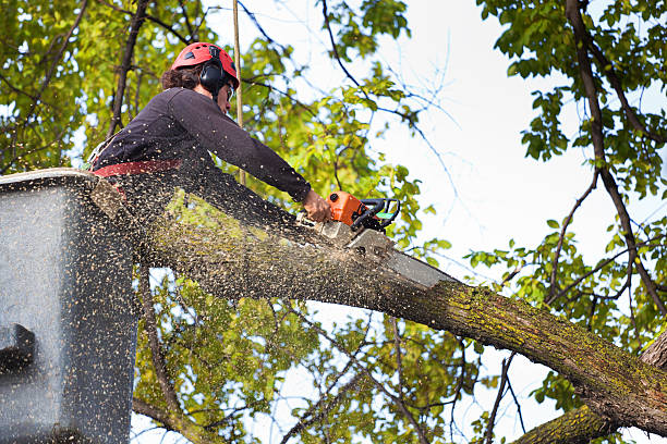 Best Lawn Pest Prevention  in Schulenburg, TX